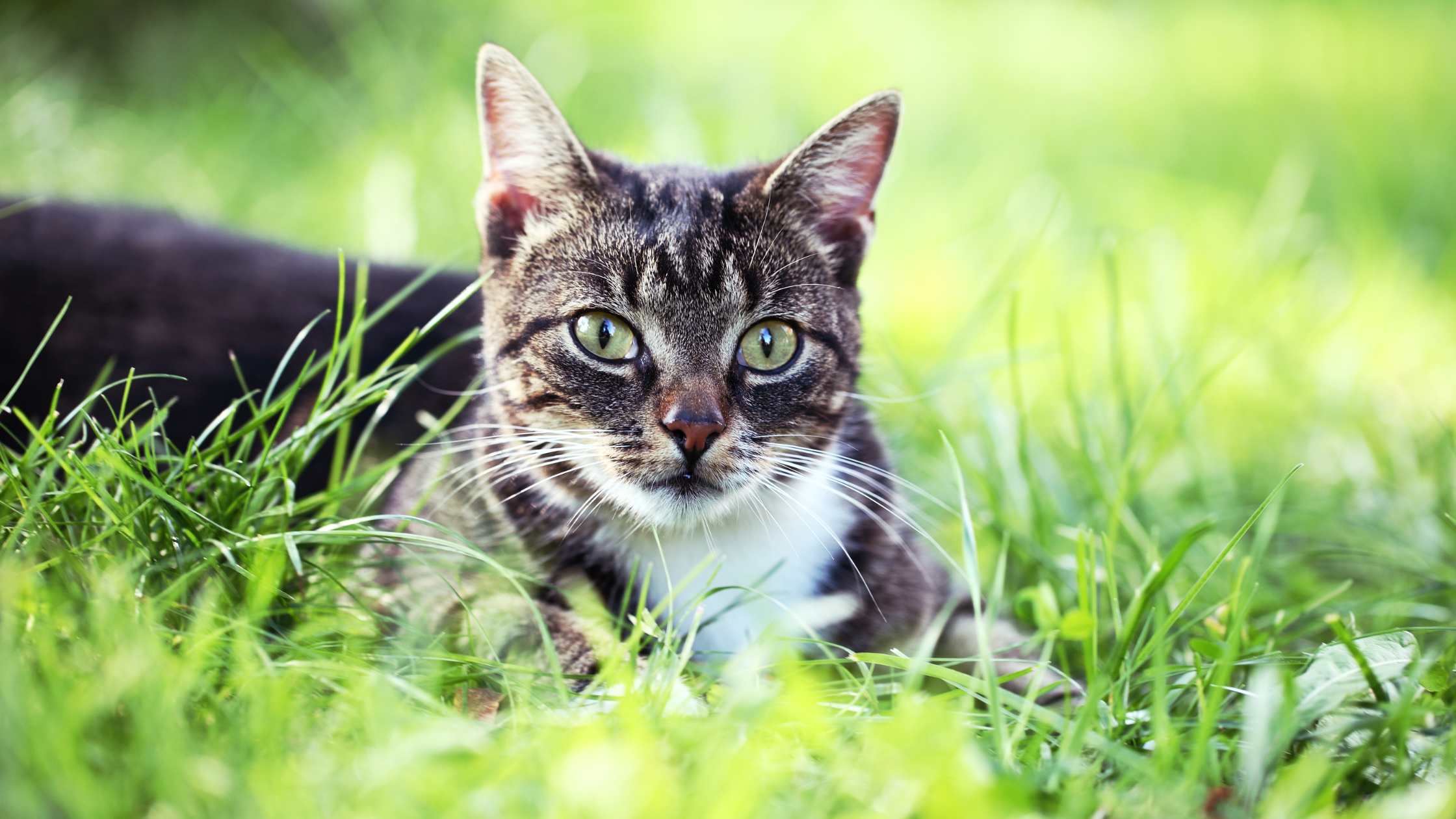 Katzen erkunden gerne Pflanzen – darum ist es wichtig zu wissen, ob Primeln für Katzen giftig sind.