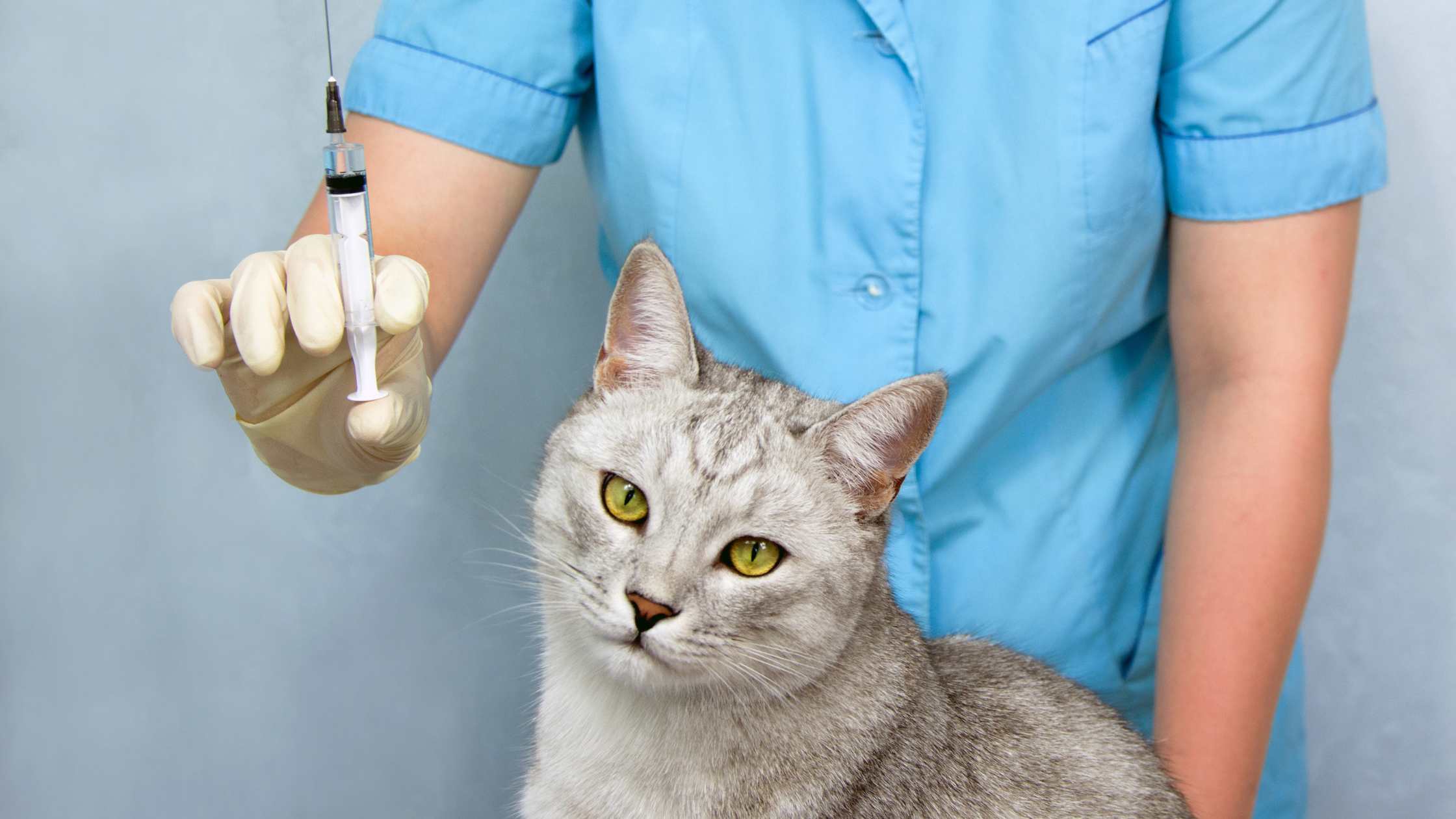 Katze beim Tierarzt mit vorbereiteter Insulinspritze zur Diabetesbehandlung