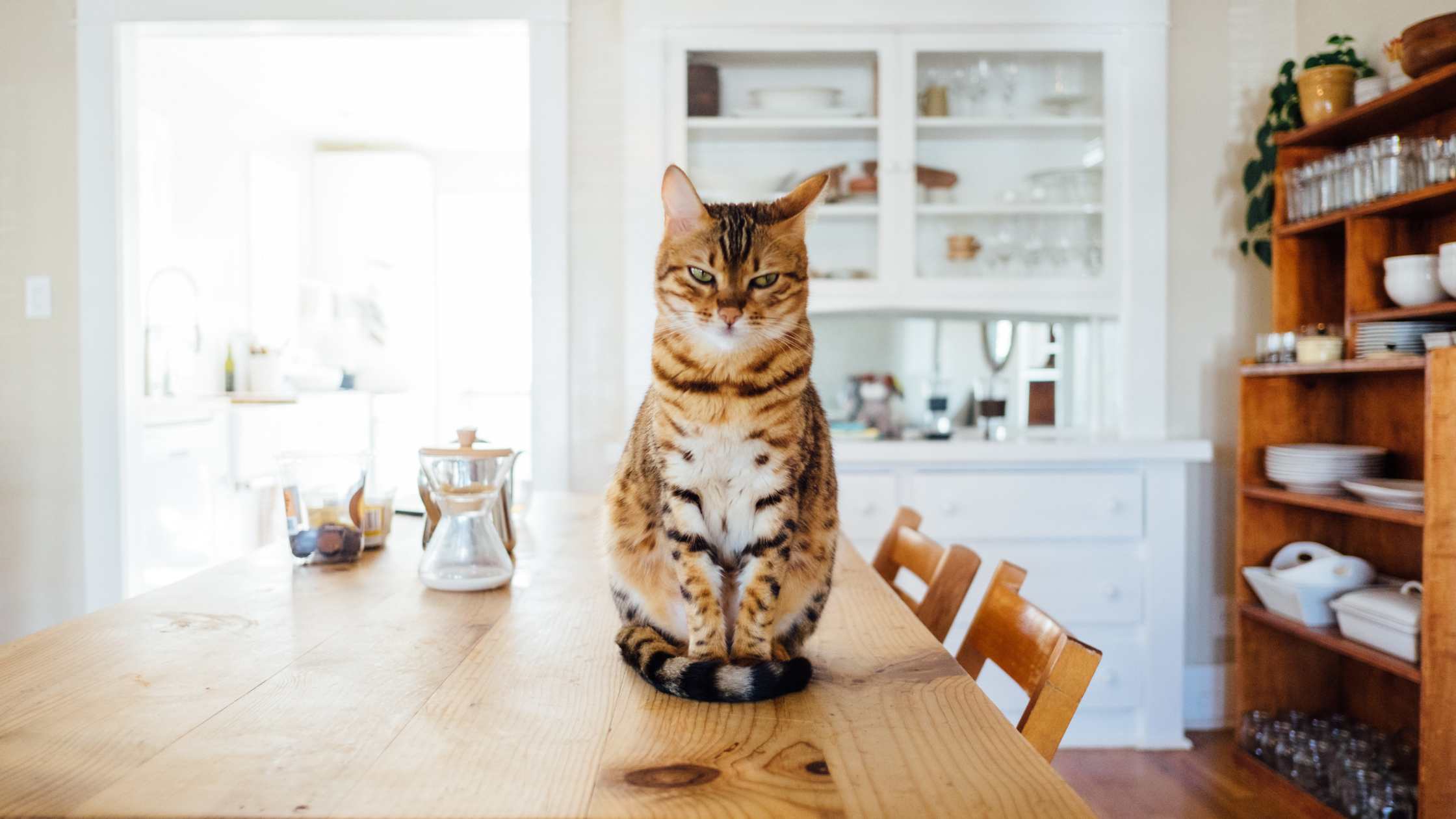 Neugierige Katze wartet auf Futter mit Mais