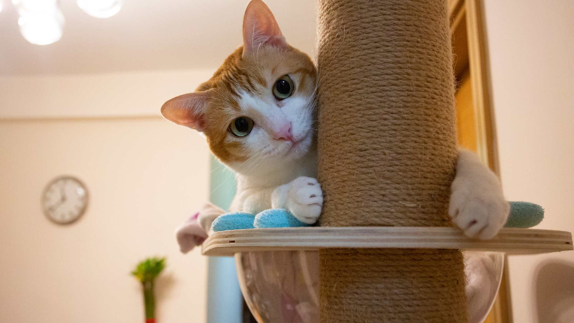 Katze zeigt Interesse an neuen Lebensmitteln wie Mais