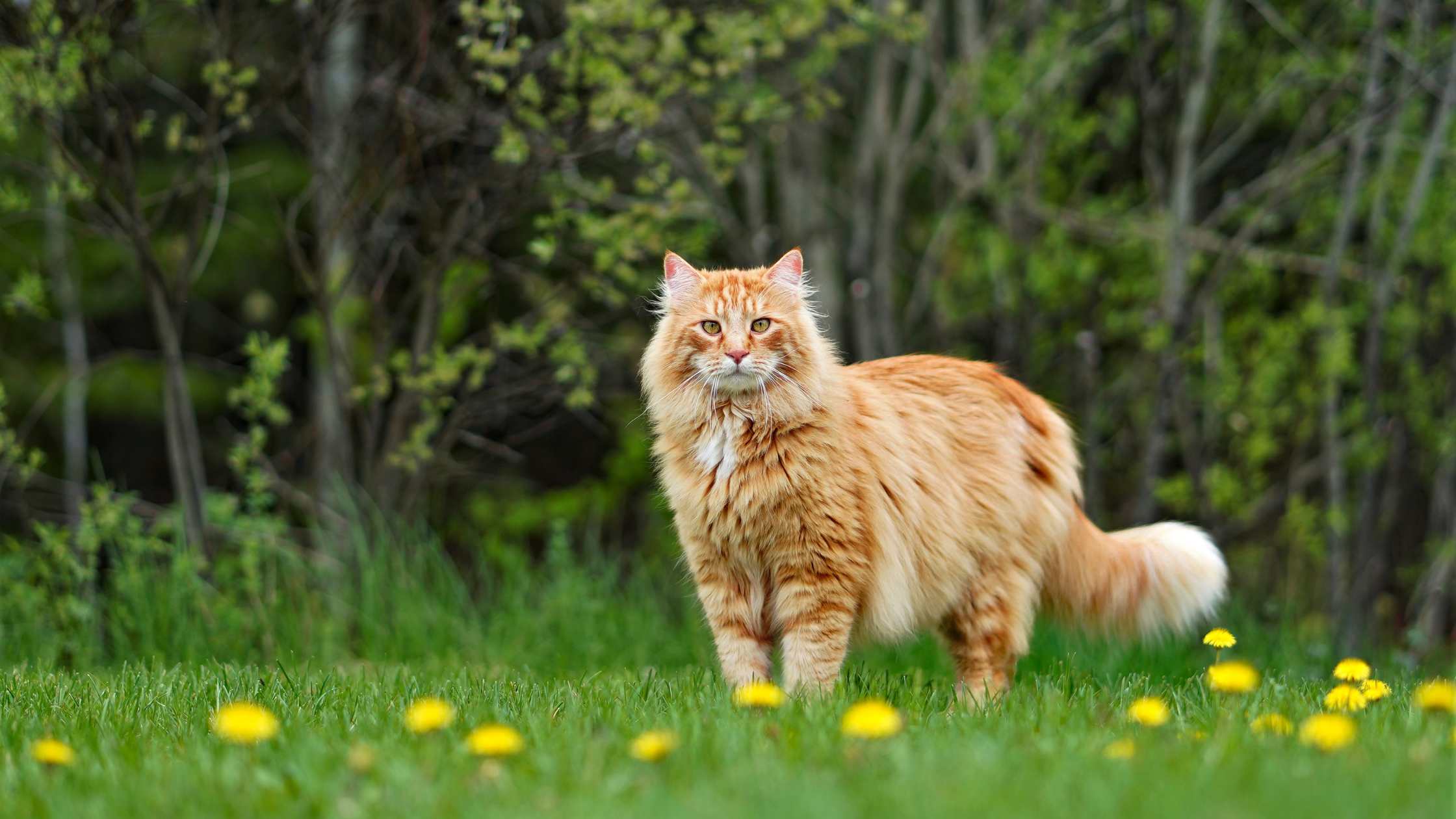 Freigängerkatze im Frühling auf Wiese – Gefahr durch giftige Frühblüher wie Primeln für Katzen steigt jetzt.
