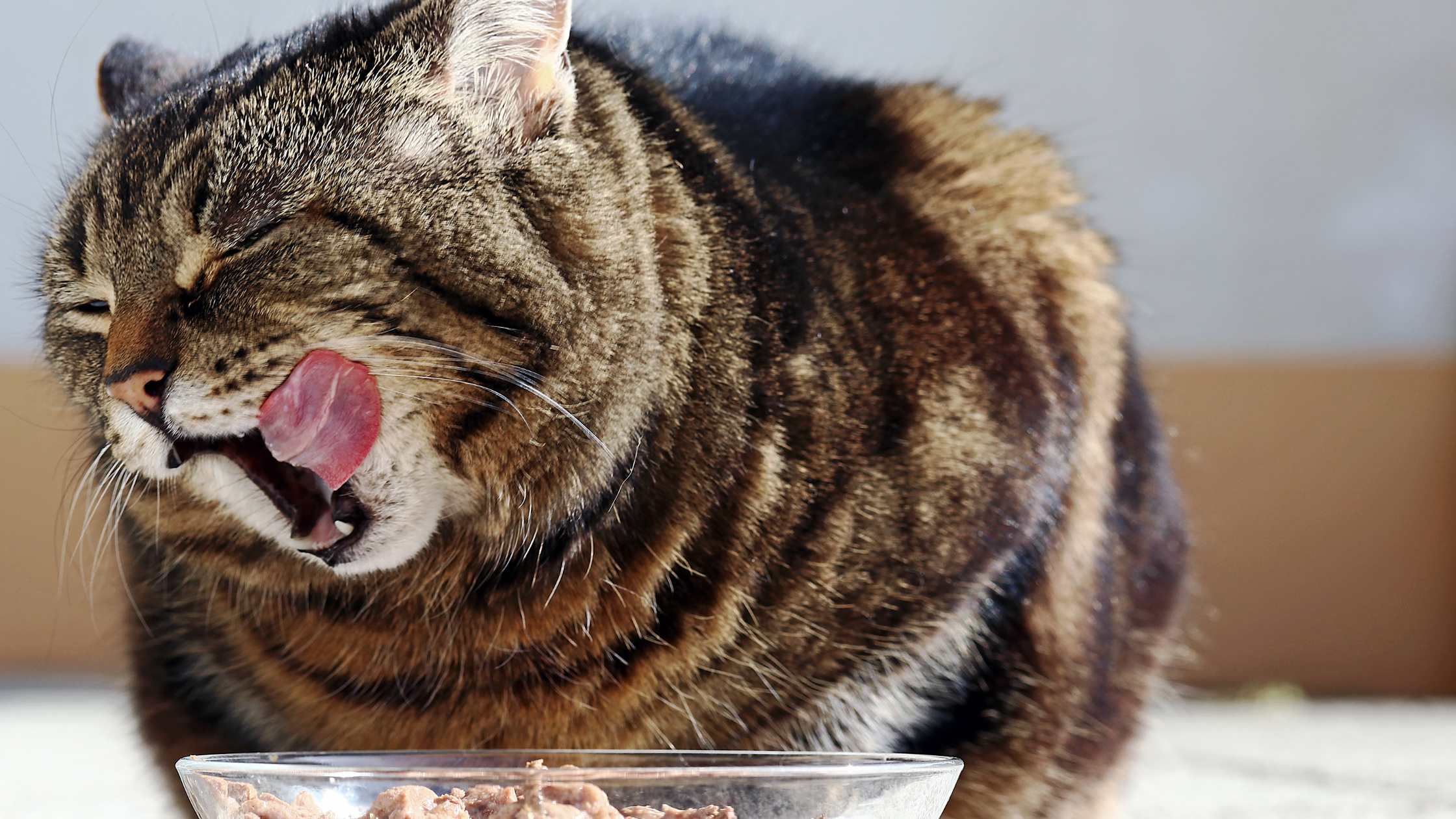 Katze leckt sich nach dem Fressen.Zufriedene Katze nach dem Fressen – natürlicher Appetitanreger für Katzen wirkt