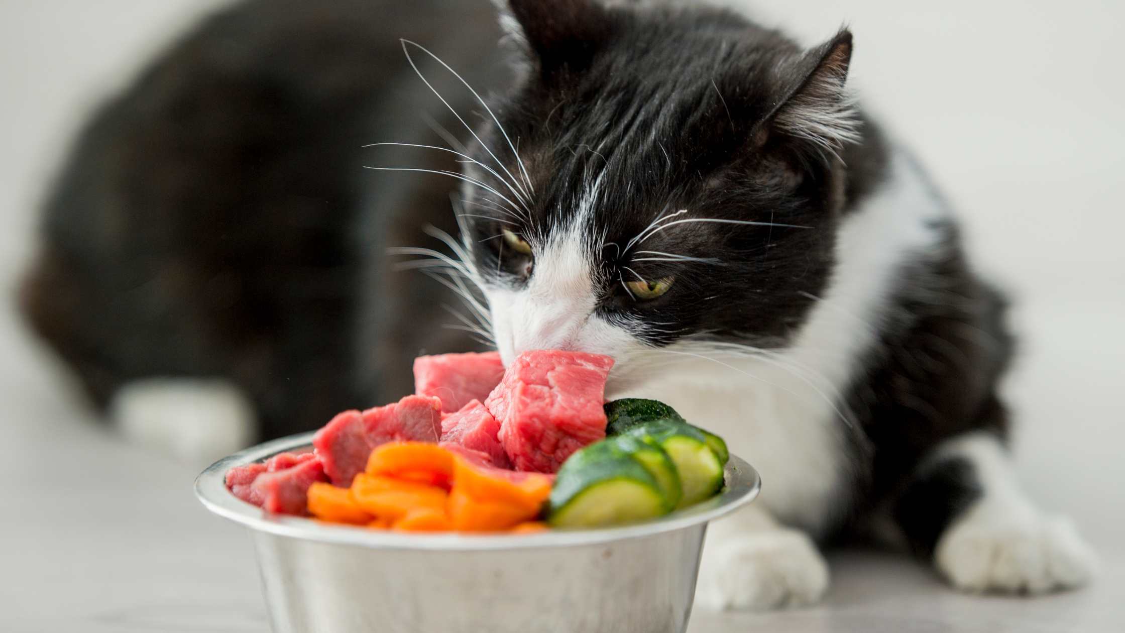 Katze frisst frisches, eiweißreiches Futter – ideal bei Diabetes