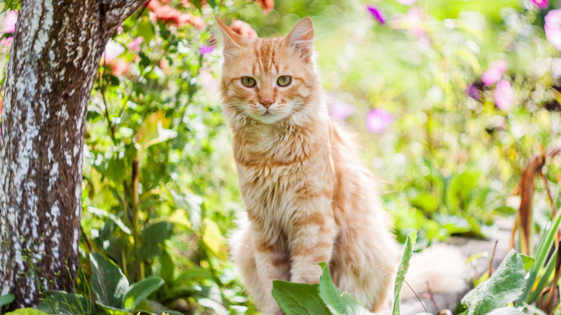 Katze zwischen Frühlingsblumen – viele Zierpflanzen wie Primeln sind für Katzen giftig und sollten vermieden werden.