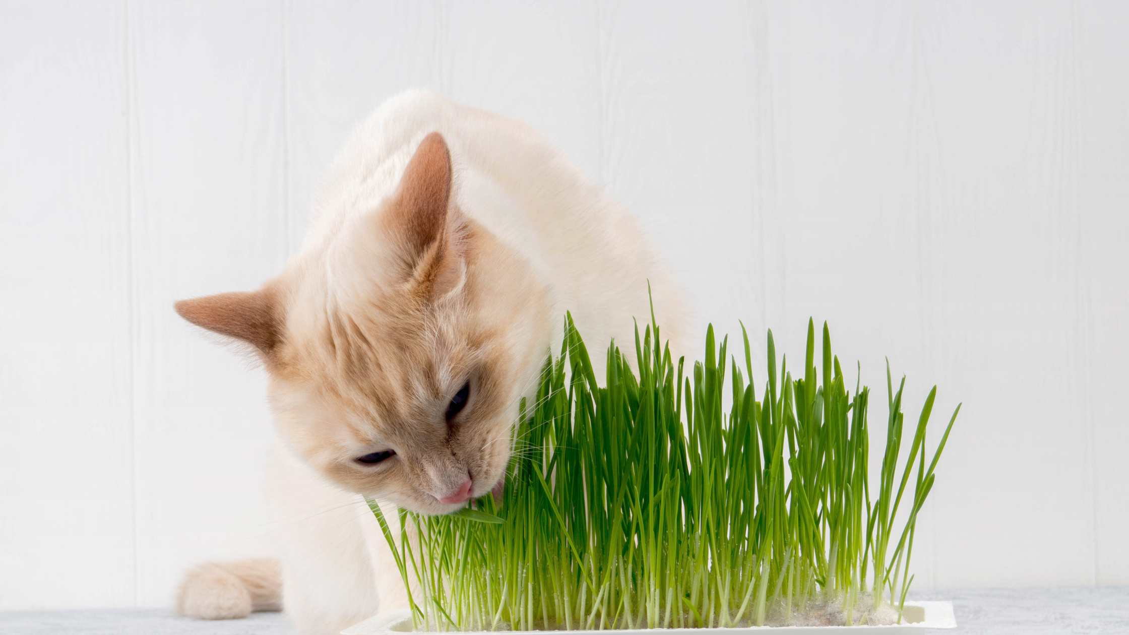 Wohnungskatze knabbert an sicherem Katzengras – gesunde Alternative zu giftigen Pflanzen wie Primeln für Katzen.