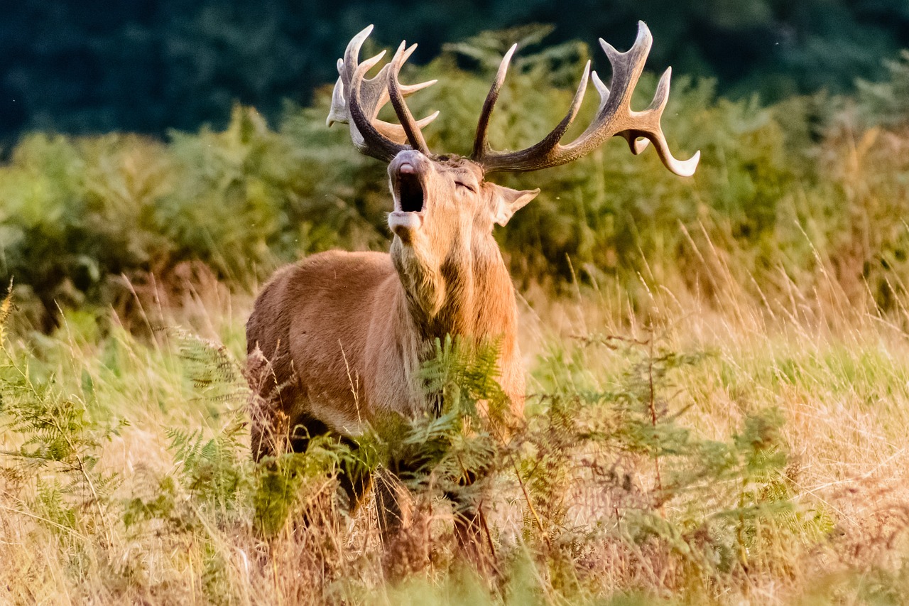 Top Hunting Rangefinder Brands and Models Compared