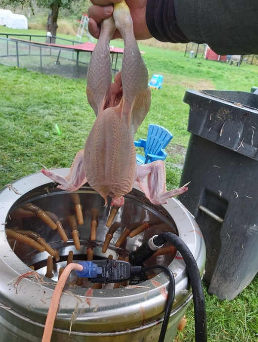 Daily Cleaning for Your Chicken Plucker Machine