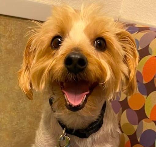 Custom Pet Face Keychain – Deep Engraved Portrait Gift for Dog & Cat Lovers