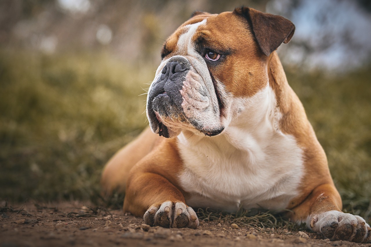 Old English Bulldog