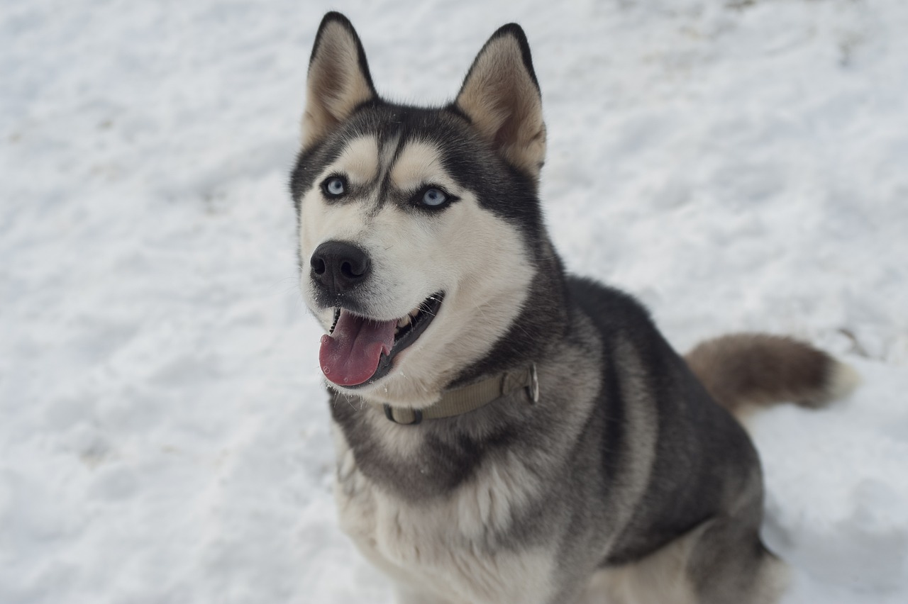 Siberian Husky