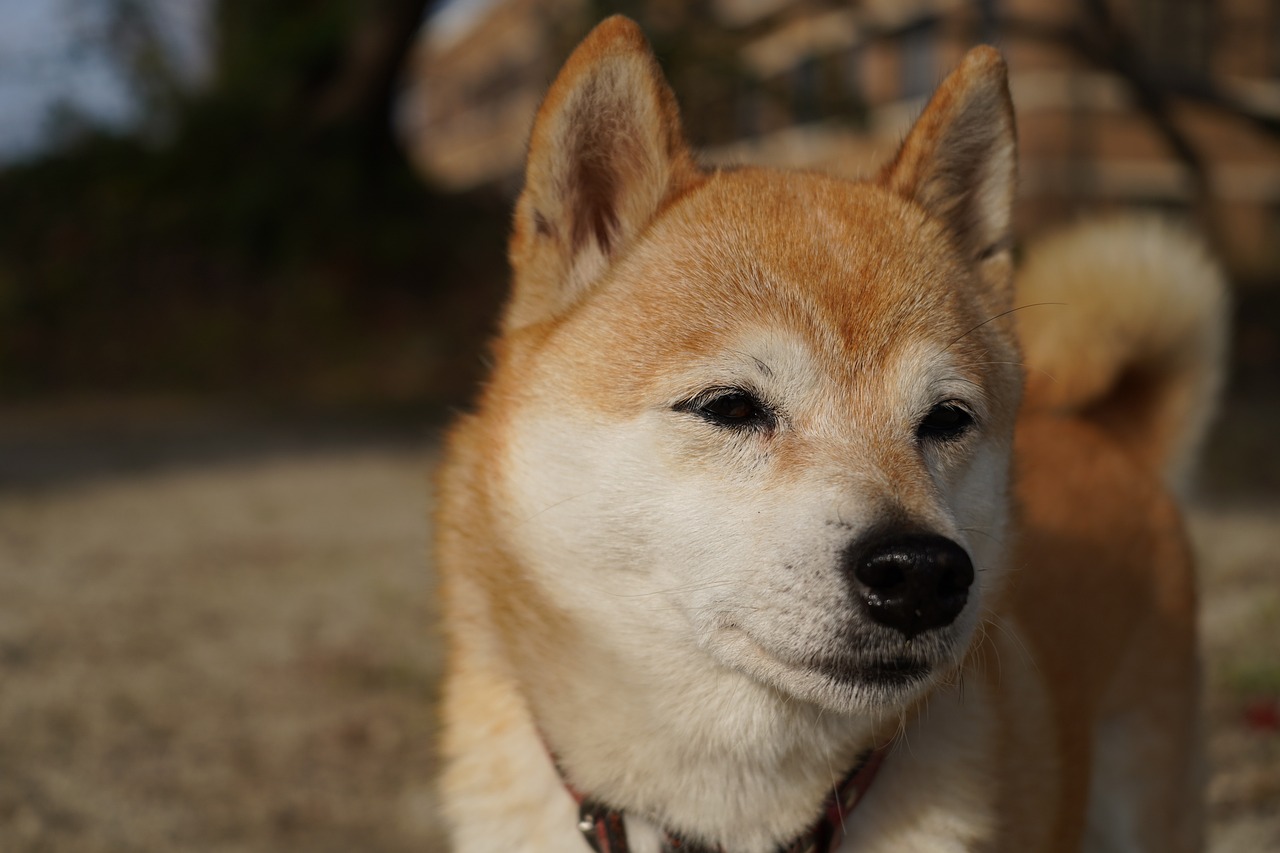 Shiba Inu