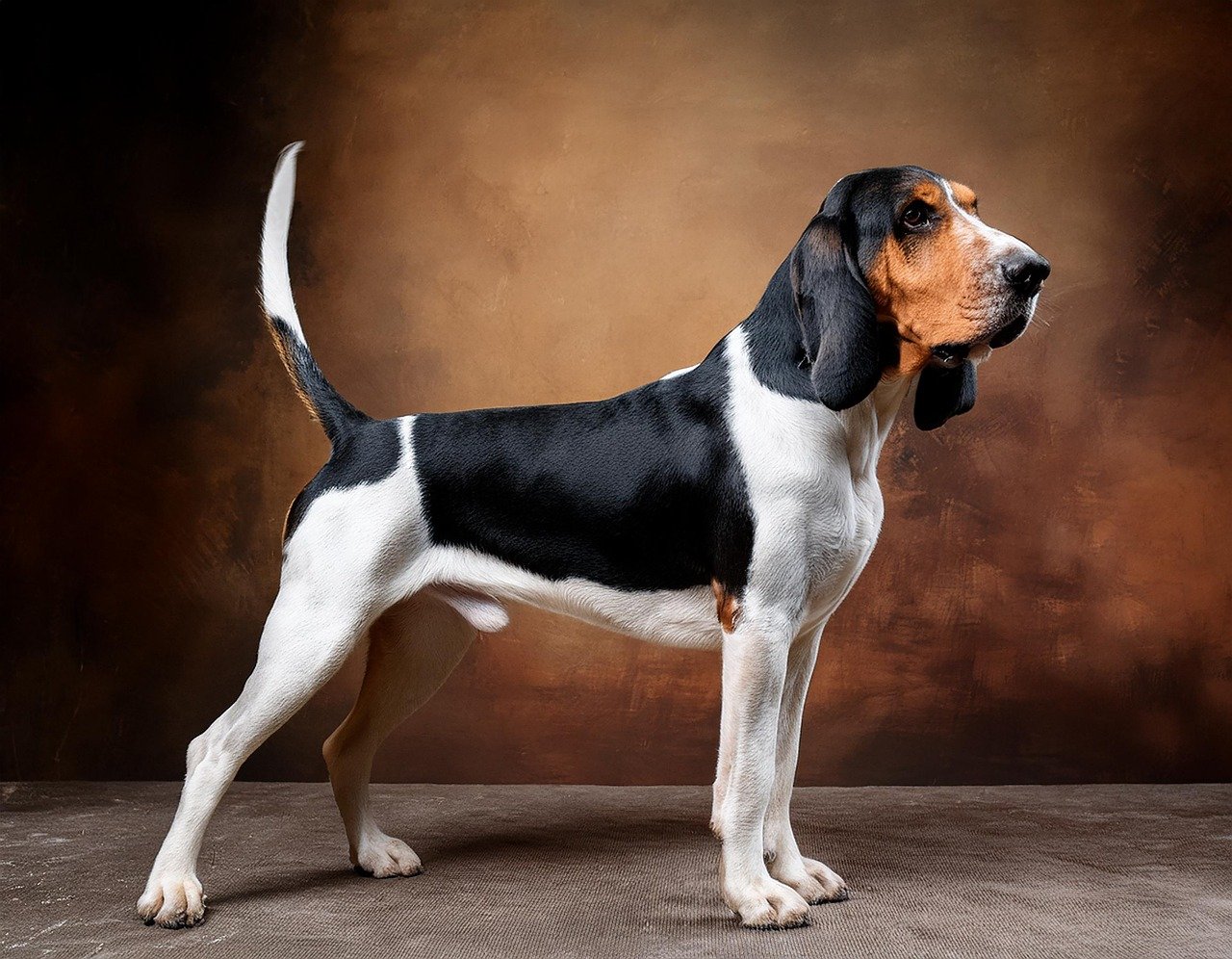 Bloodhound