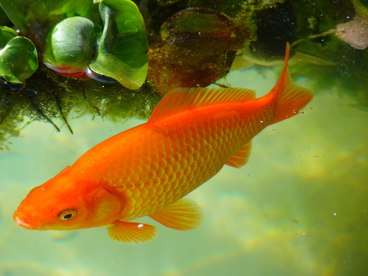 1. Goldfish eyes can detect ultraviolet and infrared lights