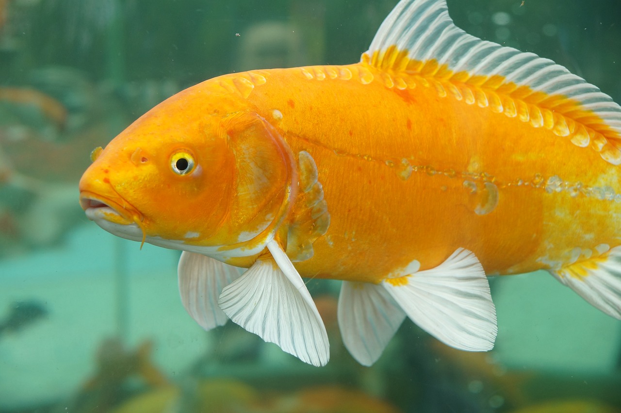 1. Goldfish eyes can detect ultraviolet and infrared lights