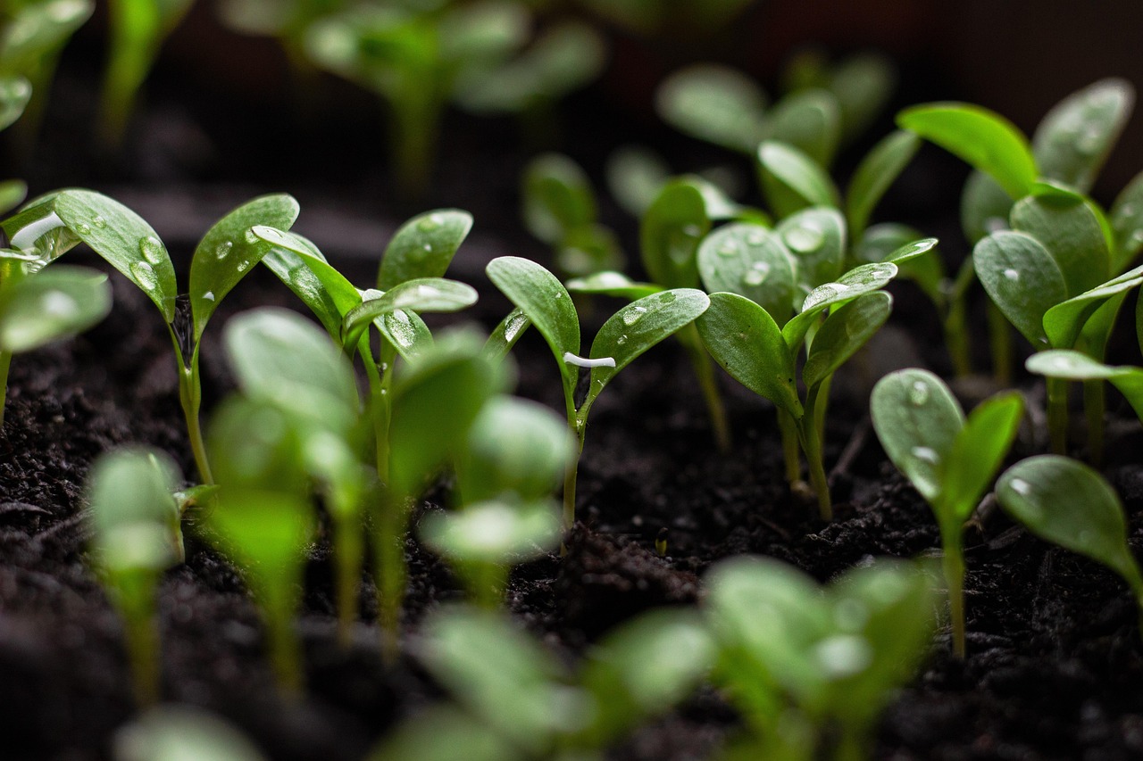 Beneficios en las plantas