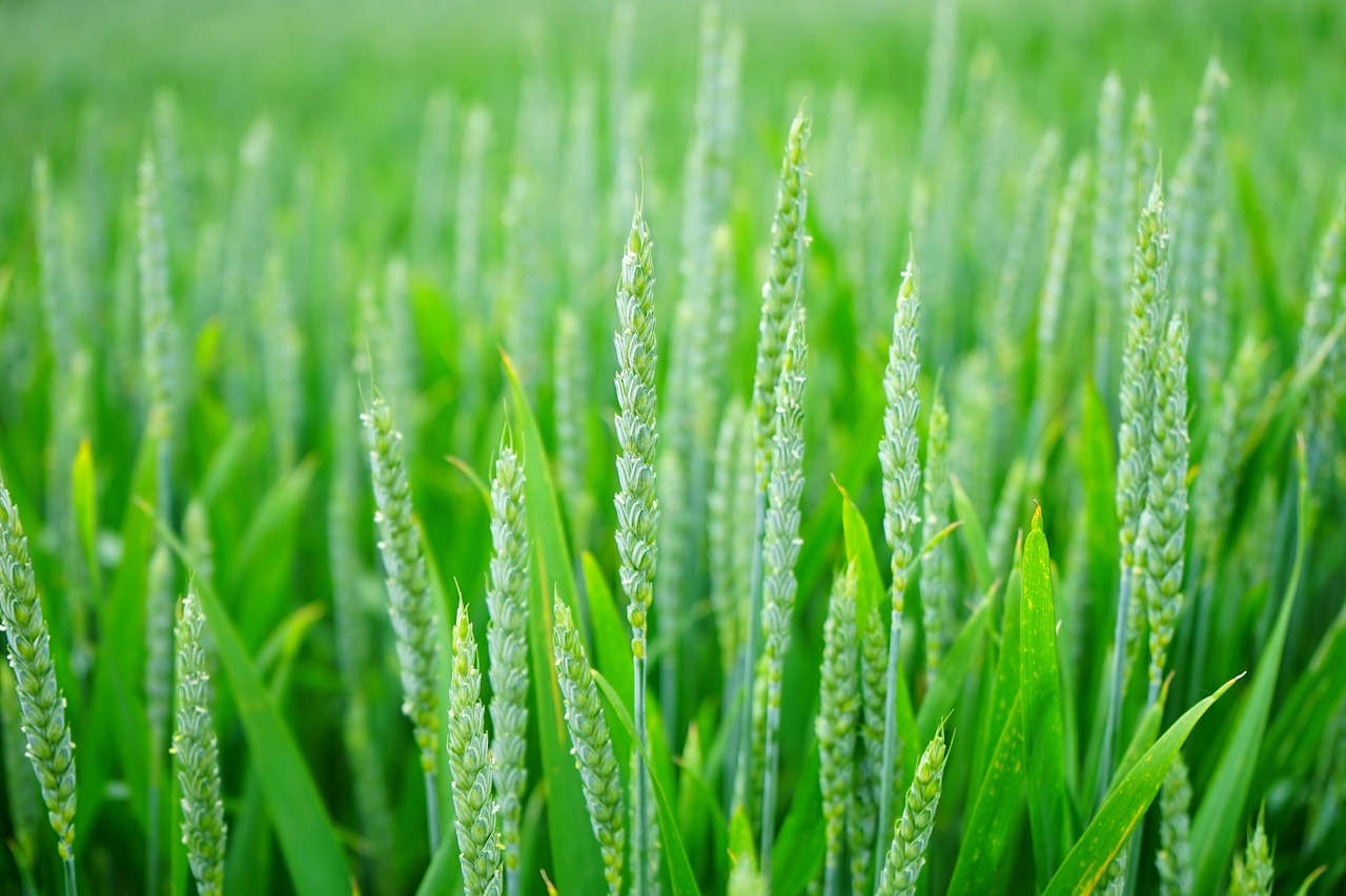 Plants in Australia That Benefit