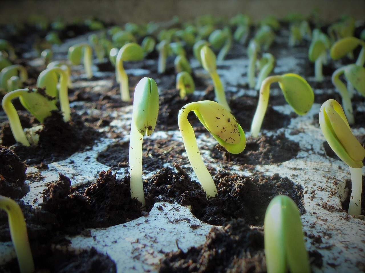 Plant Types Benefiting from Humate Fertilizer
