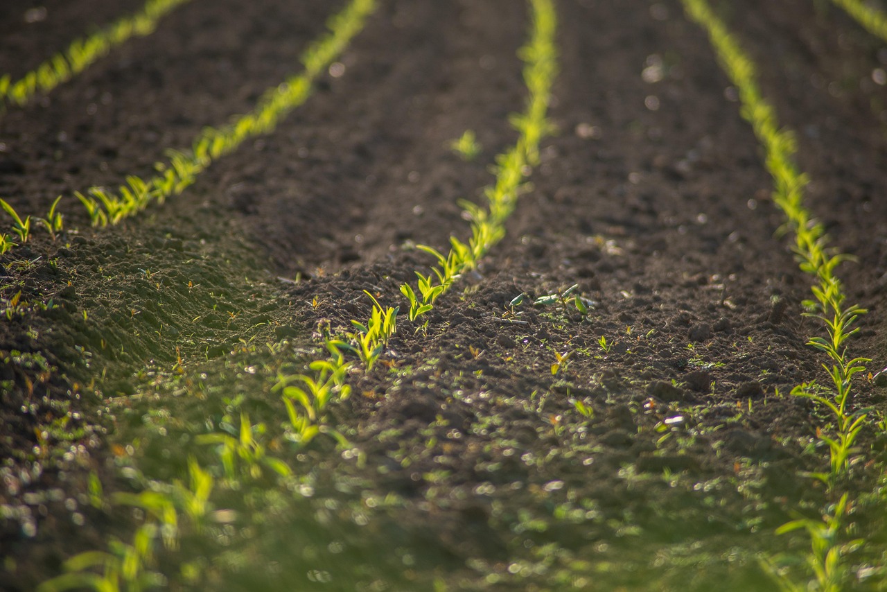 Synergy in Soil
