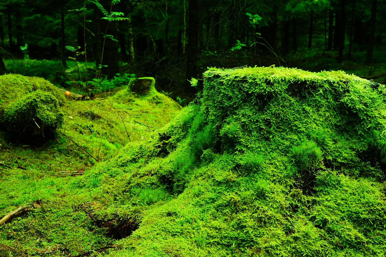 Organic Fertilizer and the Environment
