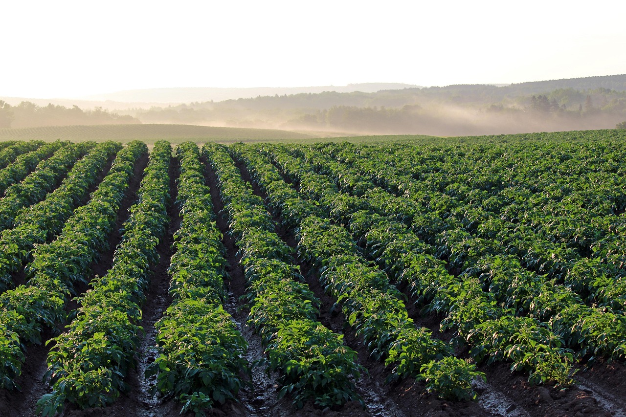 Plant growth benefits