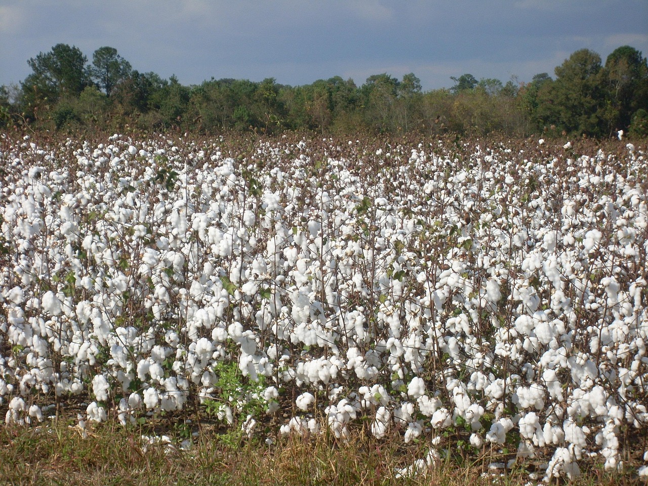 Plants in Egypt That Benefit from Humate