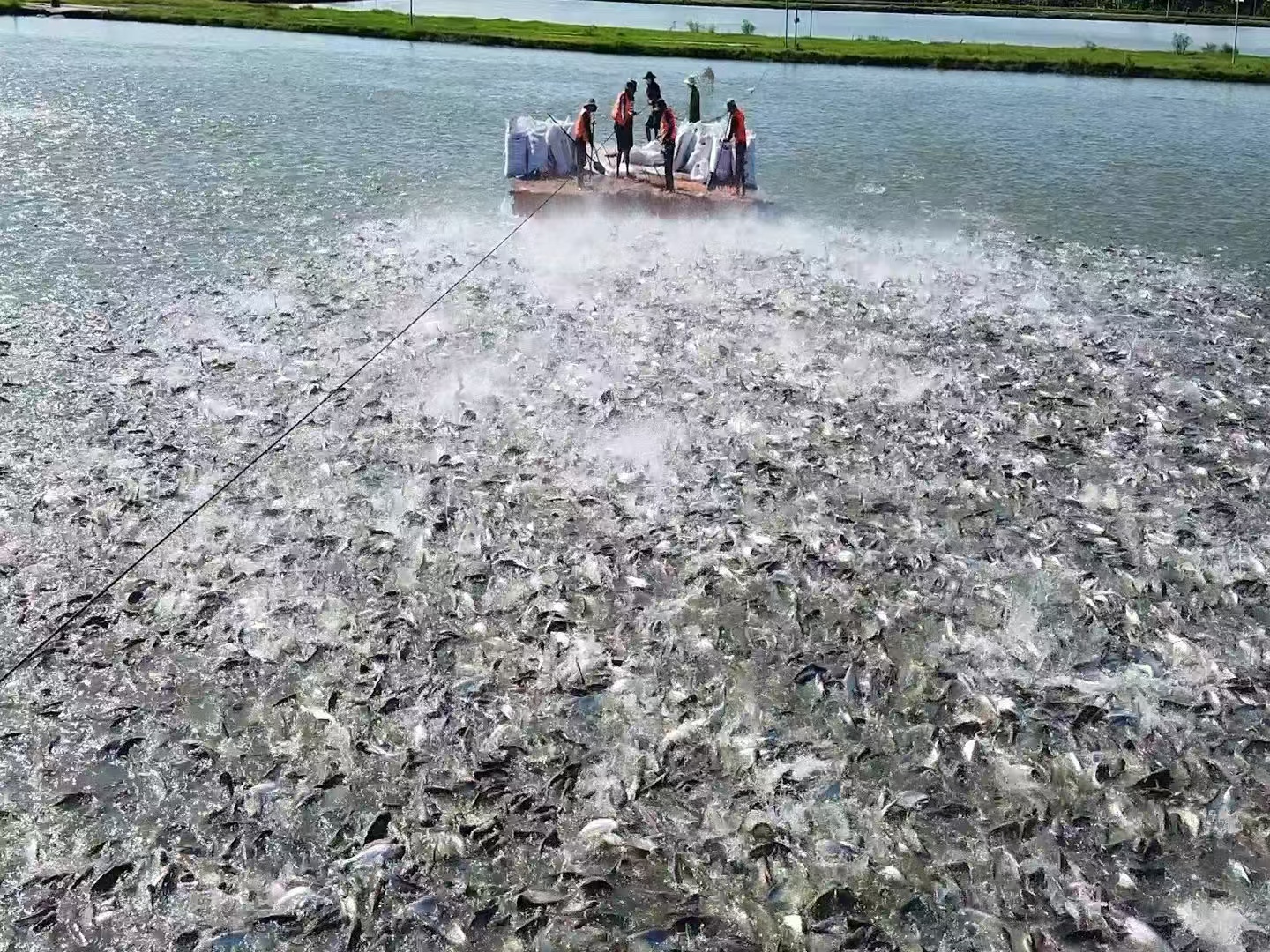 Sodium humate for aquaculture or other additives, which works best?