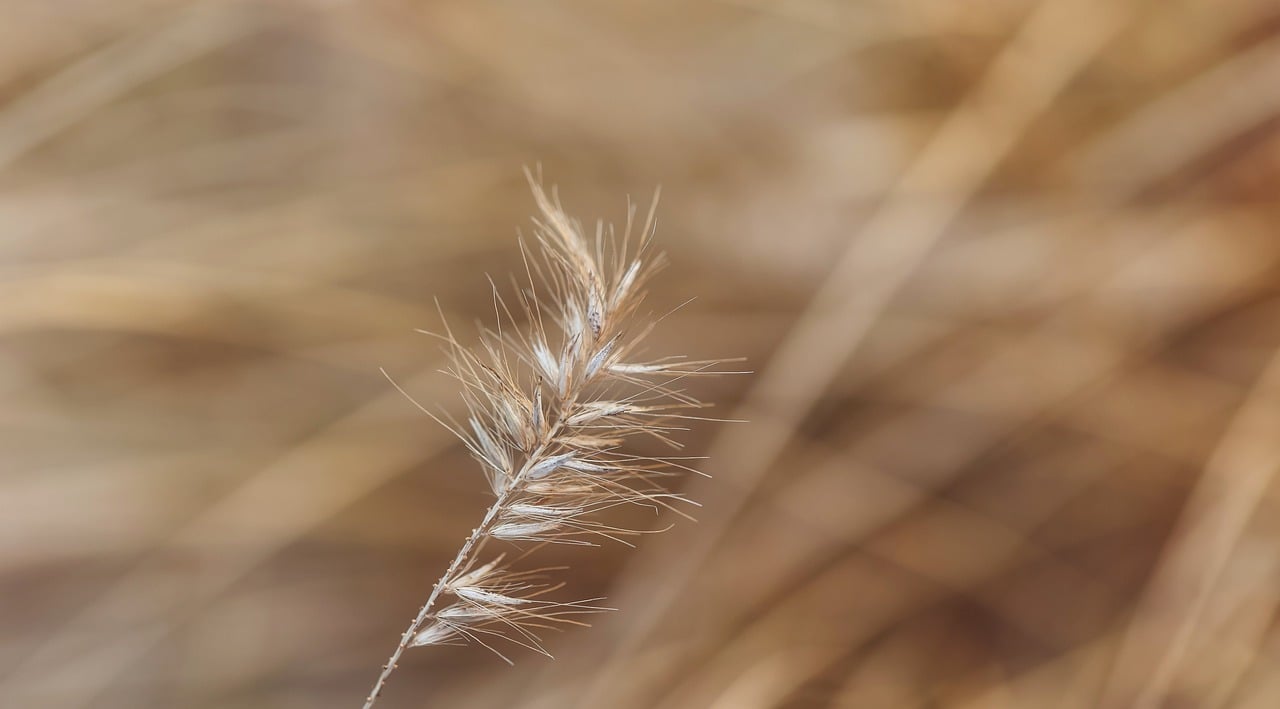 The Power of Discomfort: A Taoist Guide to Personal Growth