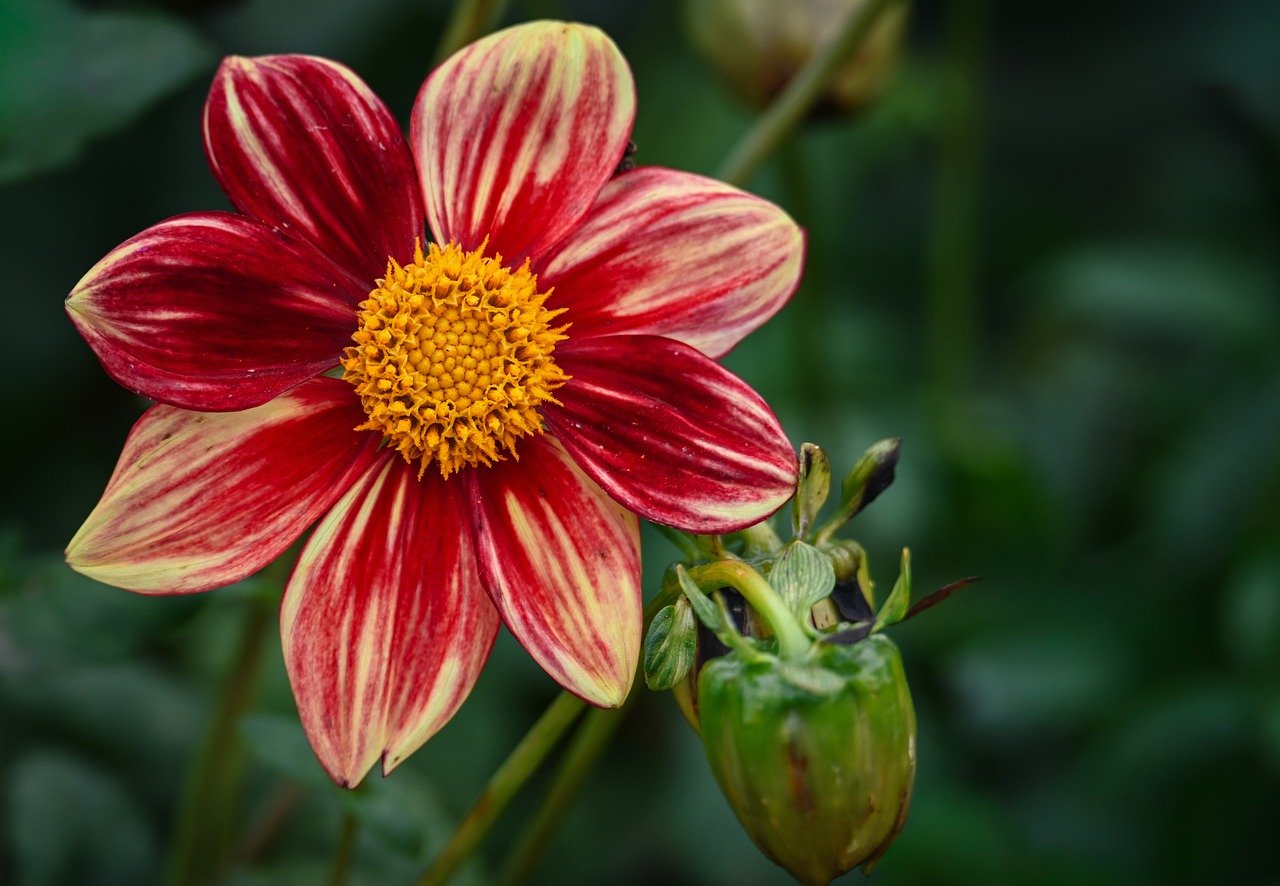 Taoist talismanic script and its unique magic revealed – Taoism & Manifest