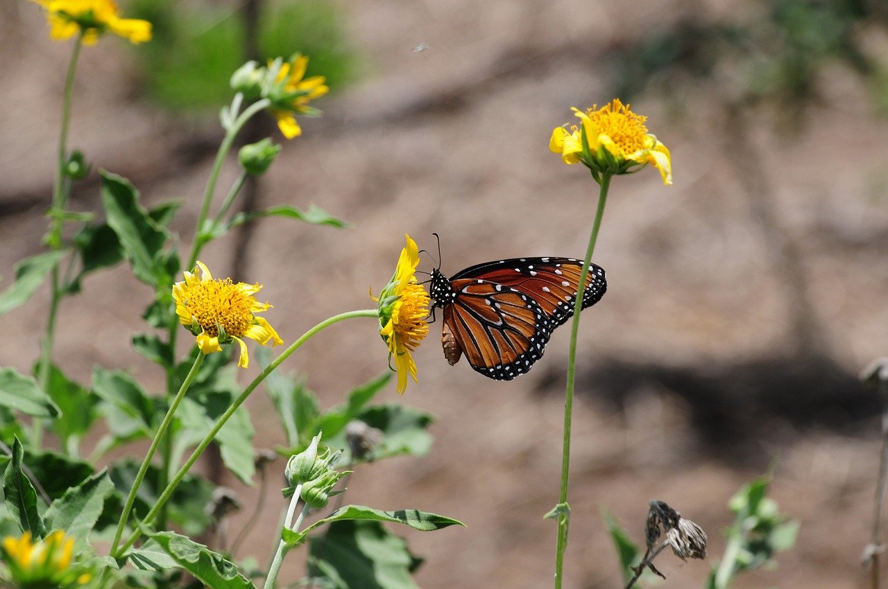 The origin of Taoism