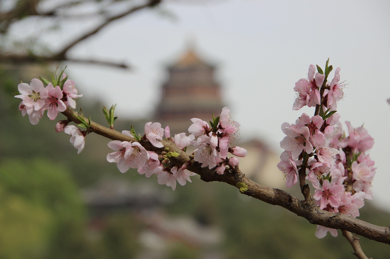 What Are the Secrets Behind Taoist Longevity and Diet