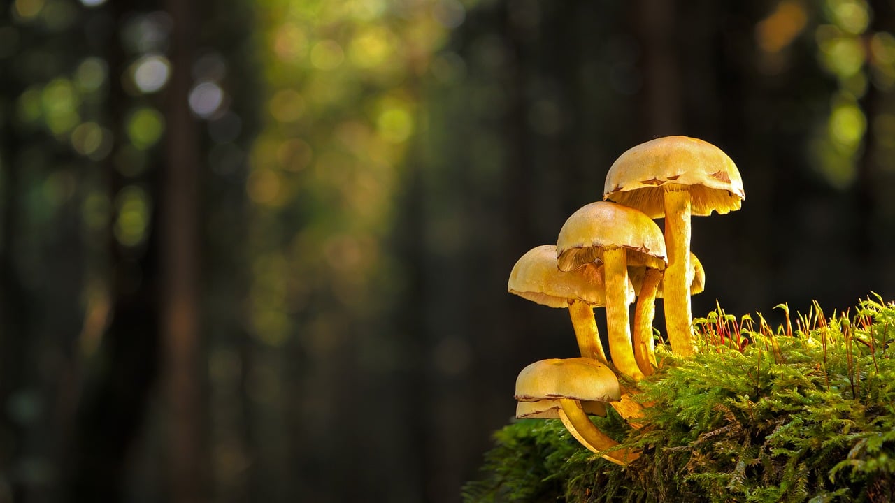 Taoist talismanic script and its unique magic revealed