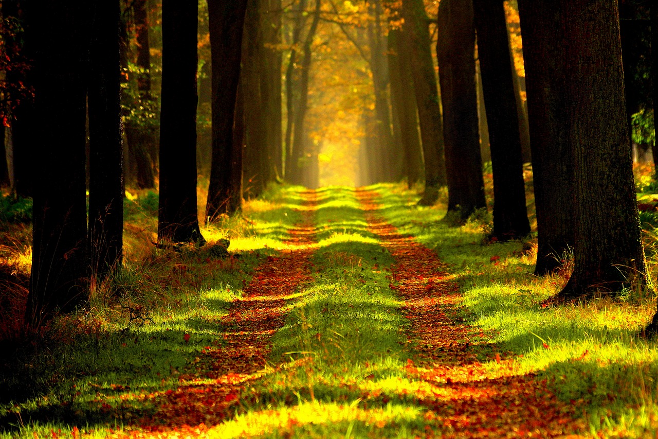 Taoist vs. Buddhist Meditation