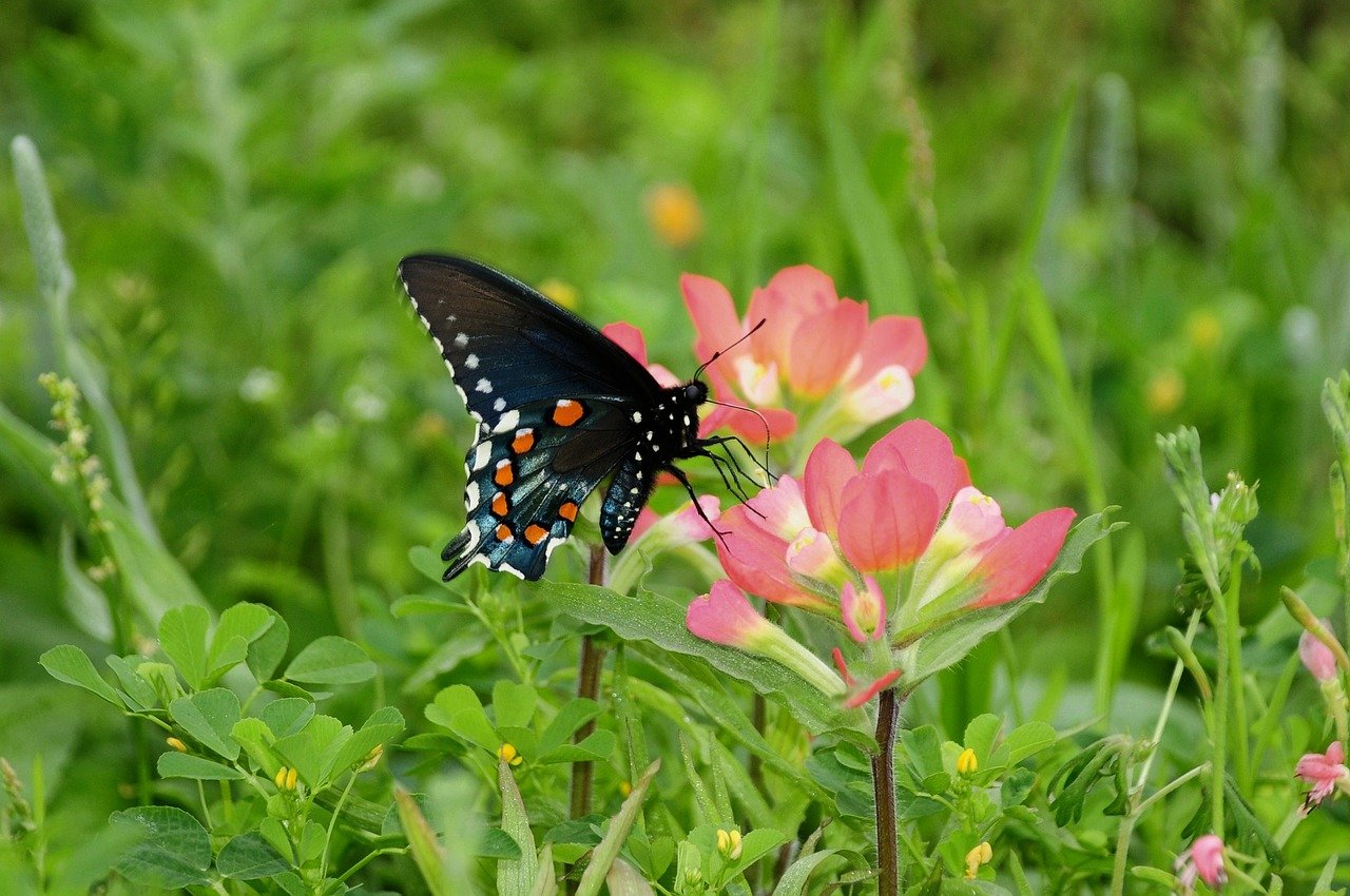 Feng Shui Bracelet Meaning