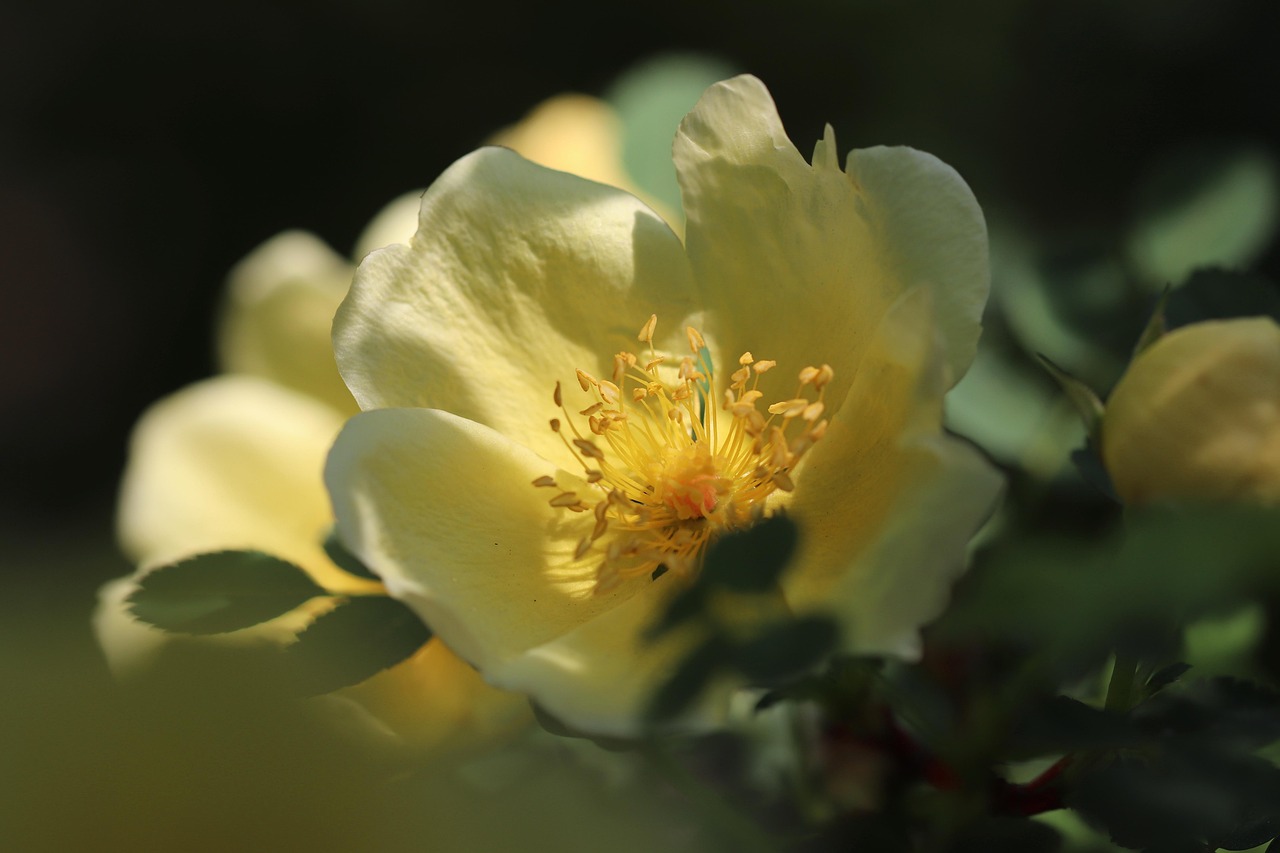 How to Place Desert Rose in Your Home for Feng Shui Success
