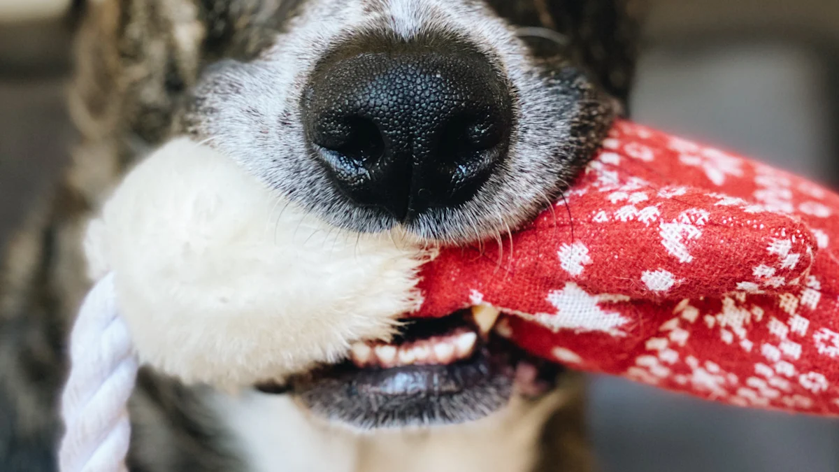 Brinquedos de corda para cachorro de Natal