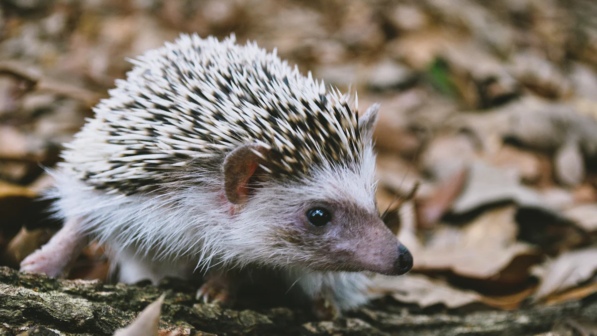 How Dried Insects for Hedgehogs Enhance Enrichment