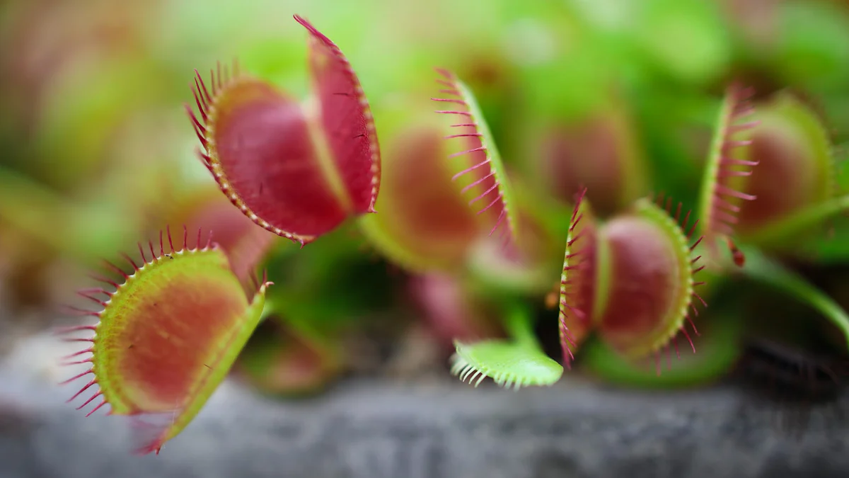 Can Venus Flytraps Eat Dried Mealworms?