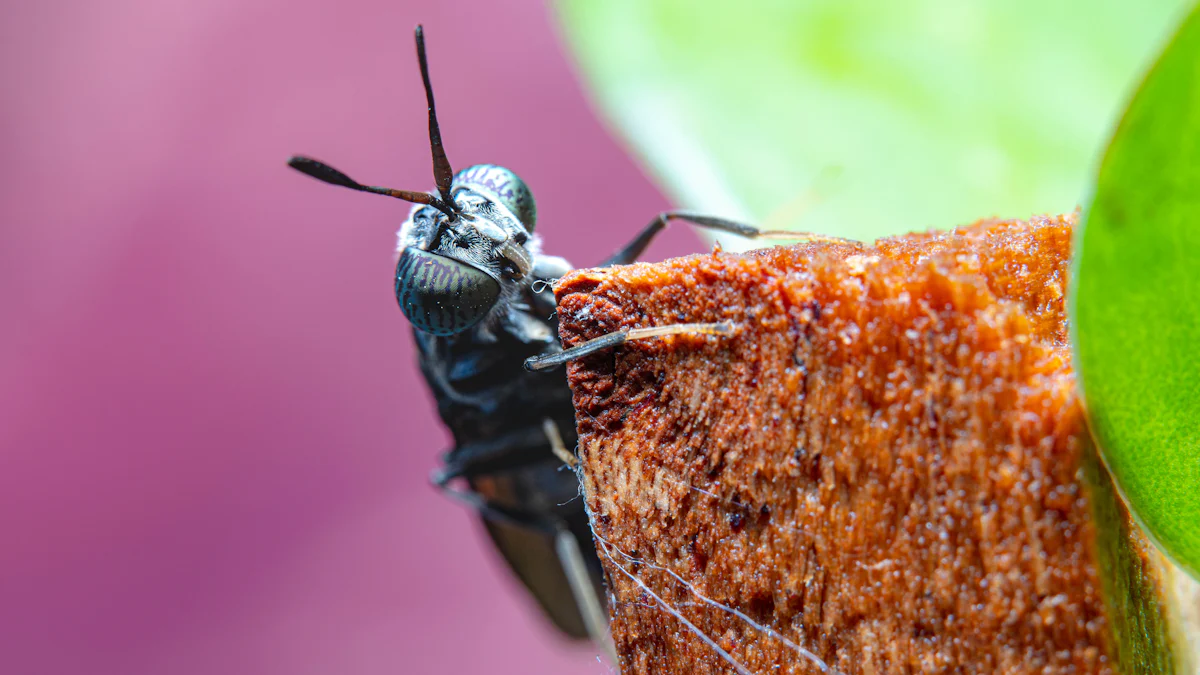 Sustainability and Environmental Benefits of Black Soldier Fly Larvae Ducks Feed