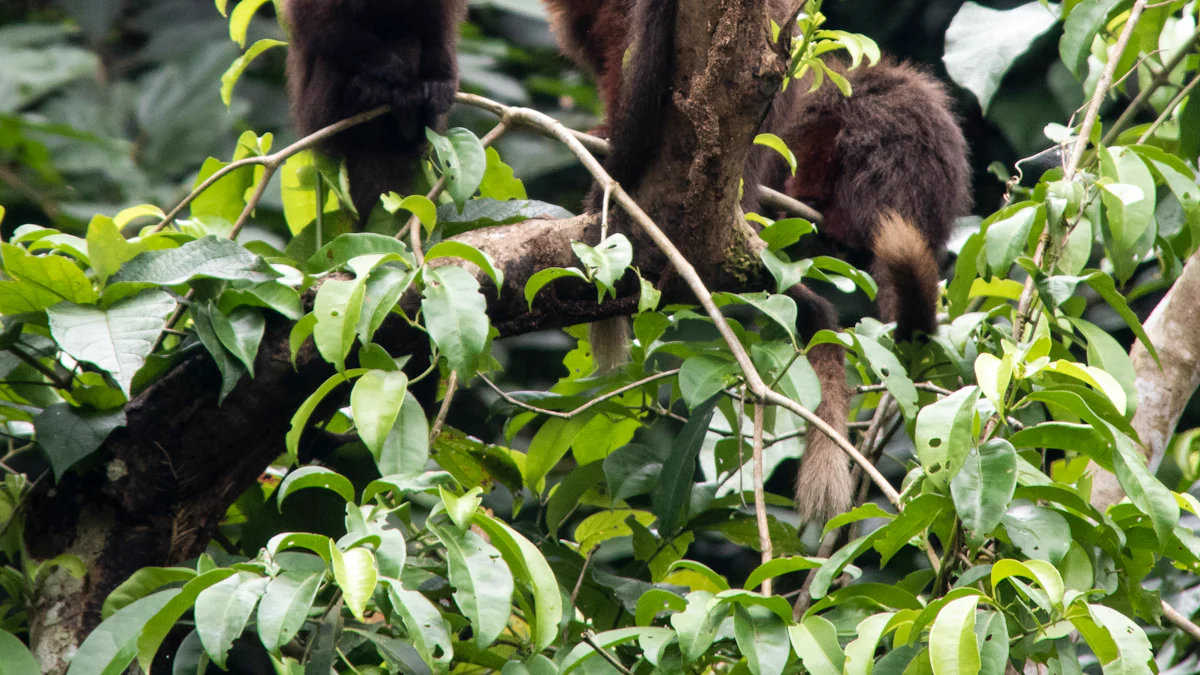 Discover Monkey-Inspired Yoga Poses