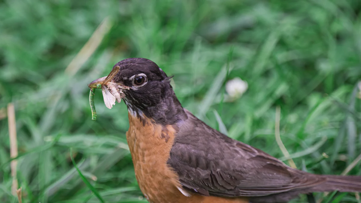 Feeding Birds Dried Mealworms Made Simple