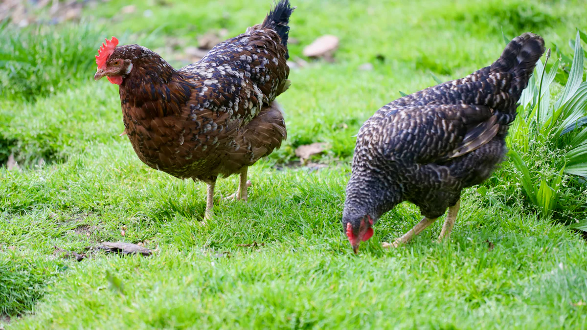 Practical Tips for Feeding Chickens Dried Mealworms