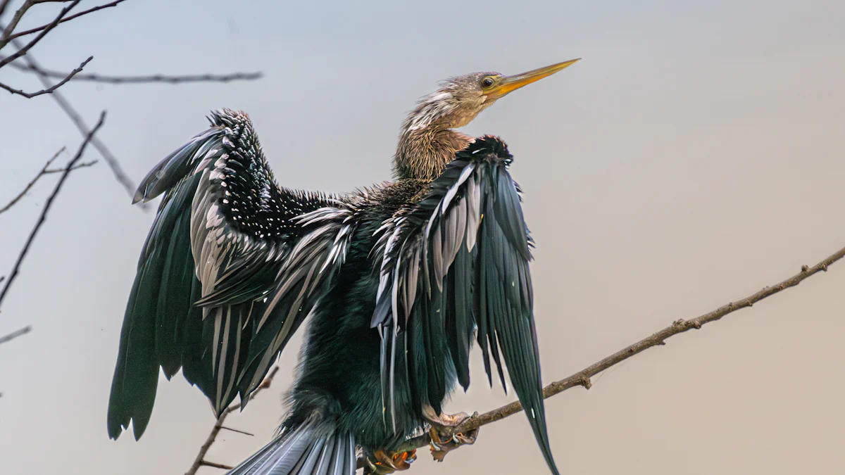 Common Bird Injuries