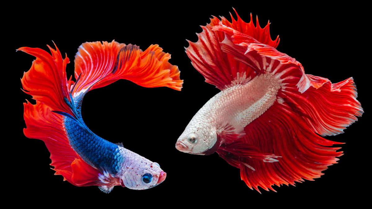 Live vs. Dried Mealworms: Which is Better for Bettas?