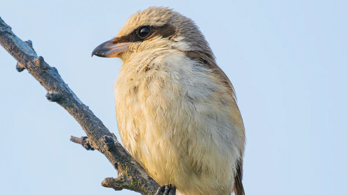 Dried Chubby Mealworms: Best Prices Revealed