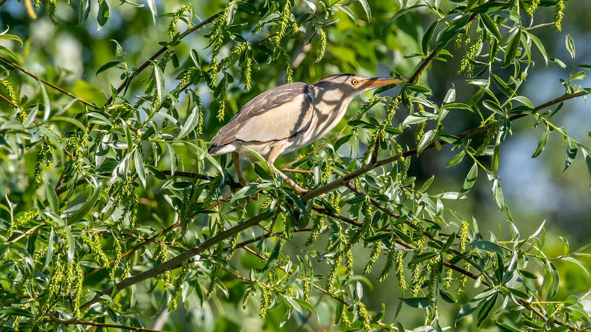 Bittern Bird Identification and Traits