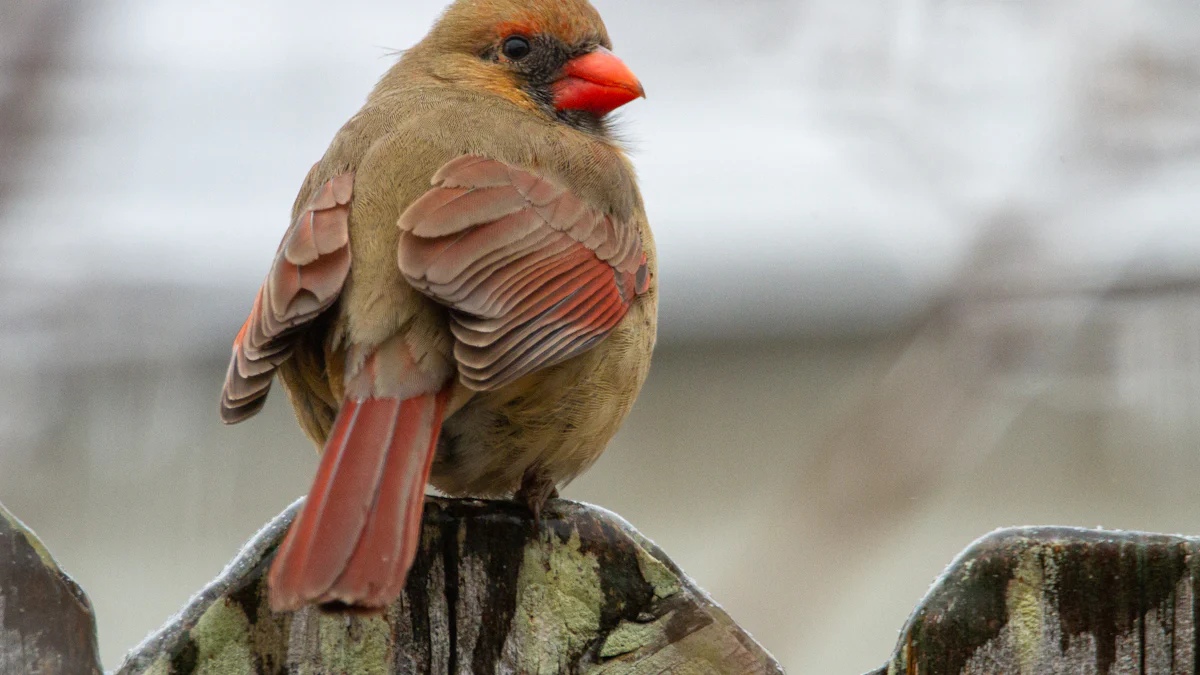 Why Cardinals and Mealworms Are a Perfect Match