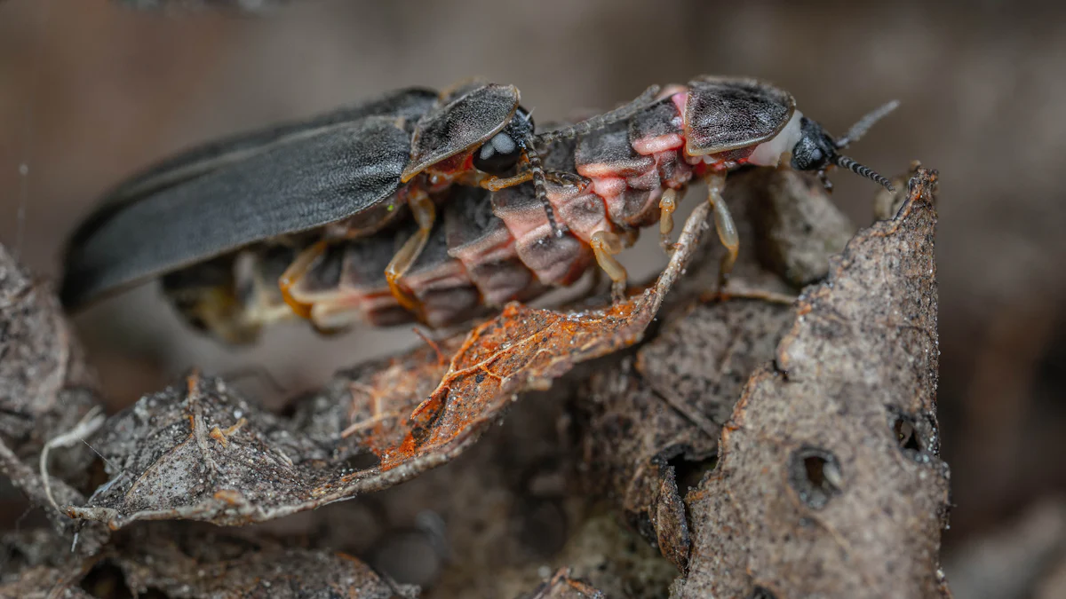 Nutritional Benefits of Dried Black Soldier Fly Larvae