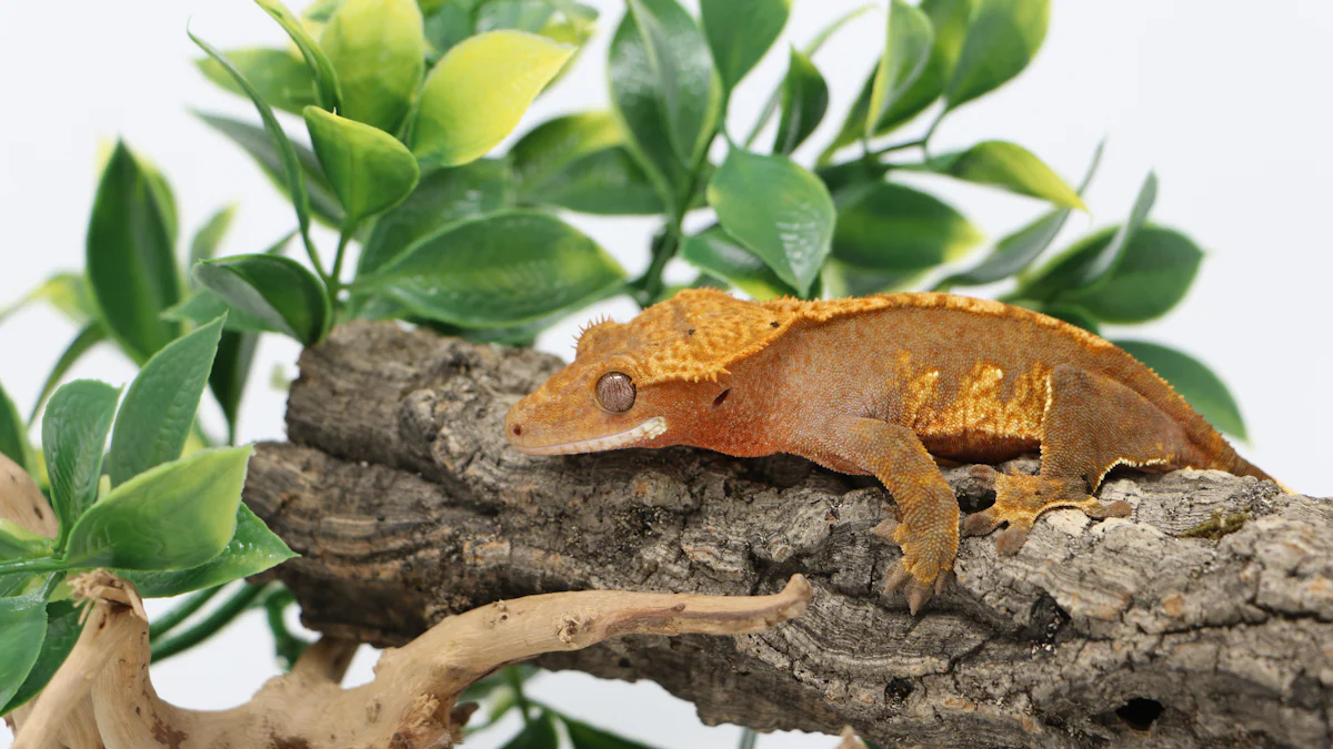 Preparing Crested Gecko Mealworms for Feeding