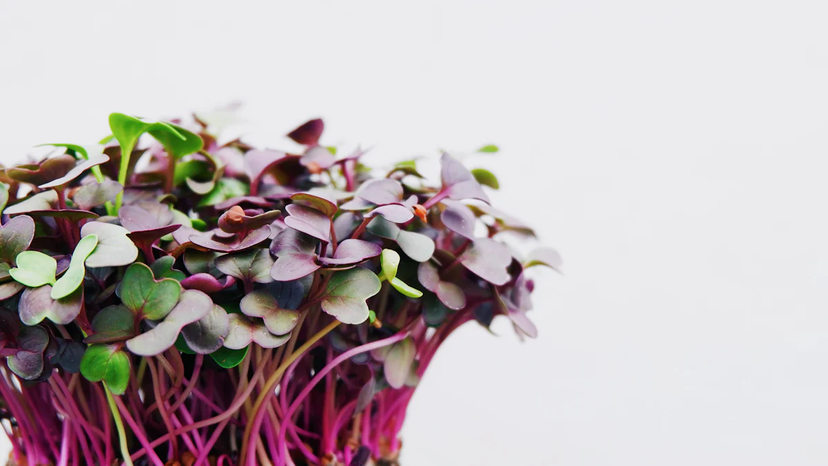 Nutritional Benefits of Microgreens