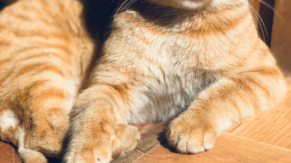 Pozycje jogi inspirowane kotami